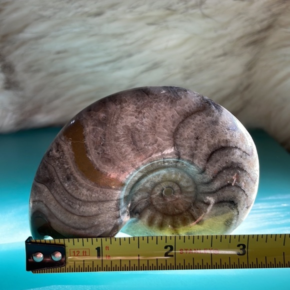 Polished ammonite fossil, appx 3” - Picture 3 of 4